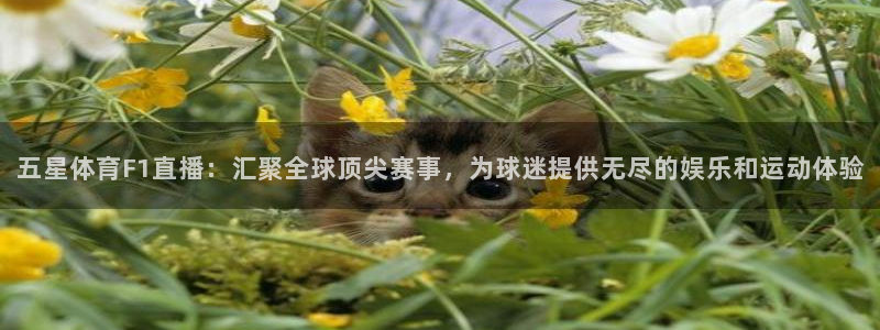 飞速免费直播nba：五星体育F1直播：汇聚全球顶尖赛事，为球迷提供无尽的娱乐和运动体验