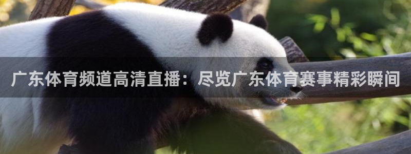 飞速直播体育nba在线直播：广东体育频道高清直播：尽览广东体育赛事精彩瞬间